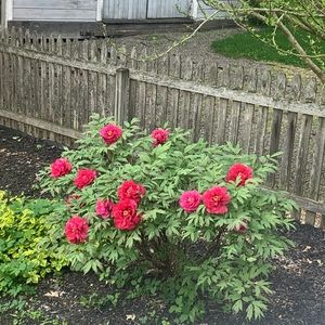 Meet your Posher, Marcella